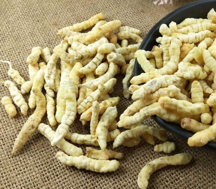 冬蟲夏草和白蟲草有什么區(qū)別？