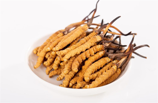 冬蟲夏草和夾脊魚搭配怎么吃？