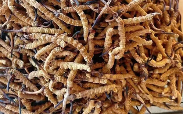 冬蟲夏草可以和番石榴一起吃嗎？