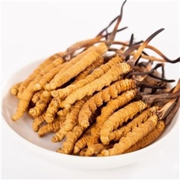 冬蟲夏草多少錢一克？2023年冬蟲夏草價(jià)格表