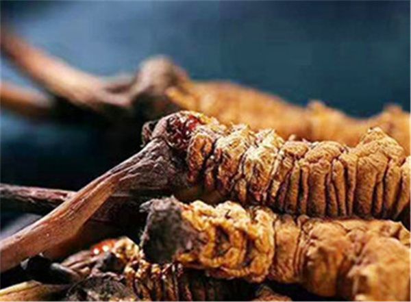 冬蟲夏草的8大禁忌 冬蟲夏草有哪些禁忌？