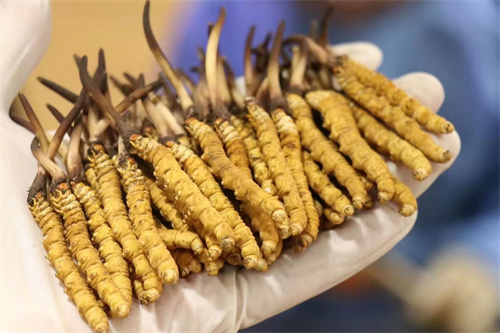 冬蟲夏草不能和什么一起吃？冬蟲夏草應(yīng)避免與6類食材同時食用