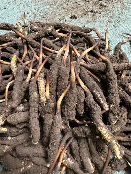 手術(shù)后能否食用冬蟲(chóng)夏草？專家解答與術(shù)后康復(fù)建議