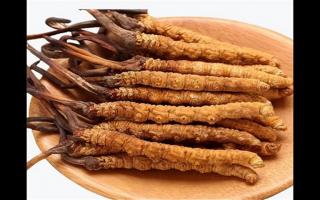 冬蟲夏草和蛹蟲草有哪些地方不一樣？冬蟲夏草和蛹蟲草6個方面的區(qū)別