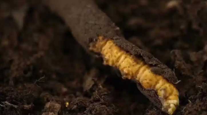 冬蟲夏草：高原之靈，健康之謎