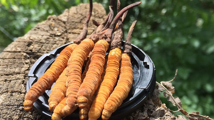 如何辨別優(yōu)質(zhì)那曲蟲草？掌握這幾招，輕松避開陷阱！