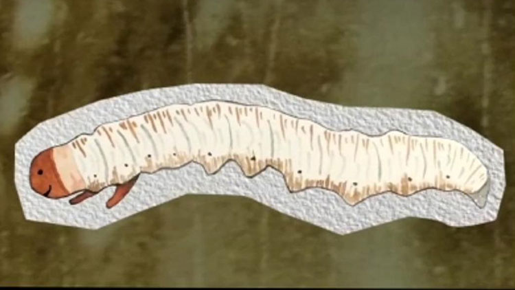 那曲蟲草哪些人最適合吃？