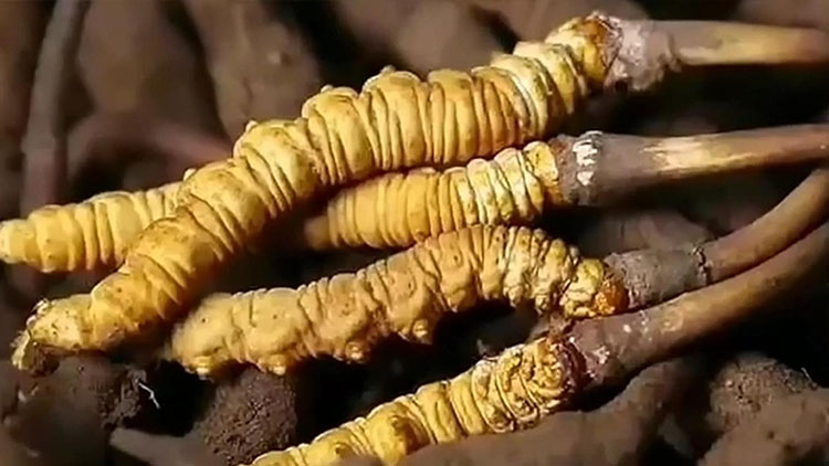  那曲蟲草市場亂象揭秘：如何避免買到假貨？