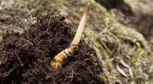 <a href=http://m.dxpav.com/xinxian/ target=_blank class=infotextkey>鮮冬蟲夏草</a>的多樣食用方法