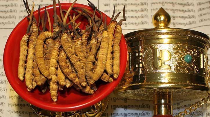 <a href=http://m.dxpav.com/ target=_blank class=infotextkey>那曲<a href=http://m.dxpav.com/ target=_blank class=infotextkey>冬蟲(chóng)夏草</a></a>的有哪些藥用價(jià)值