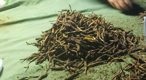 <a href=http://m.dxpav.com/xinxian/ target=_blank class=infotextkey>鮮冬蟲(chóng)夏草</a>的正確食用方法指南