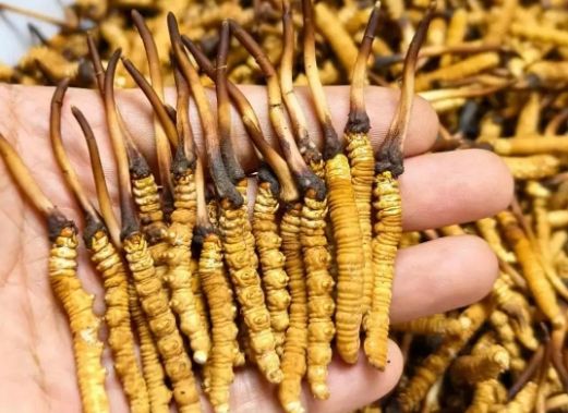 <a href=http://m.dxpav.com/sdph/zcw/ target=_blank class=infotextkey>珍草王冬蟲夏草</a>是真的嗎？