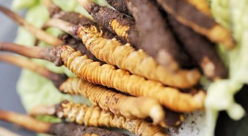 <a href=http://m.dxpav.com/xinxian/ target=_blank class=infotextkey>鮮冬蟲夏草</a>功效與食用方法詳解