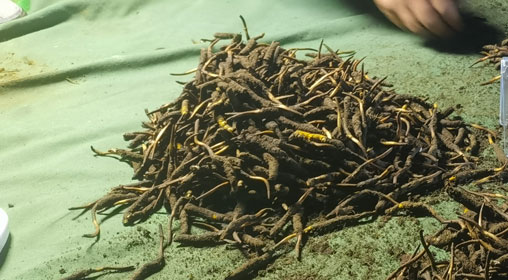 鮮冬蟲(chóng)夏草的正確食用方法指南