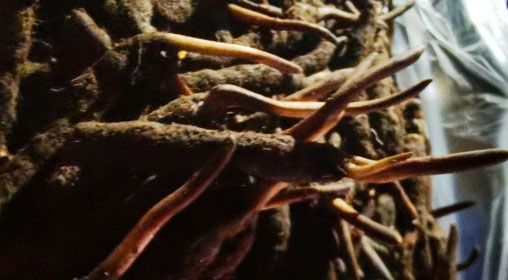 <a href=http://m.dxpav.com/xinxian/ target=_blank class=infotextkey>新<a href=http://m.dxpav.com/xinxian/ target=_blank class=infotextkey>鮮冬蟲夏草</a></a>的多種食用方法