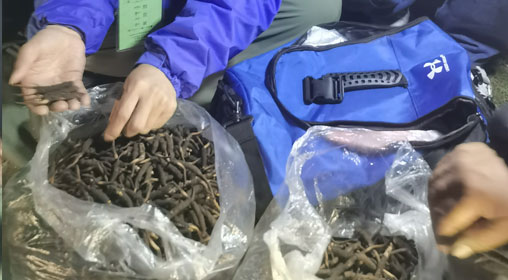 新鮮那曲蟲草多少錢一根？揭秘冬蟲夏草的價格密碼