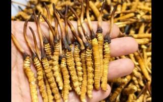 珍草王冬蟲夏草是真的嗎？揭秘珍稀藥材的真相