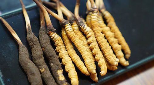 新鮮<a href=http://m.dxpav.com/jiage/ target=_blank class=infotextkey>冬蟲夏草價(jià)格</a>查詢