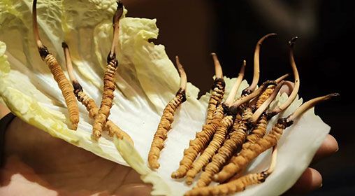 新鮮的冬蟲(chóng)夏草怎么保存方法