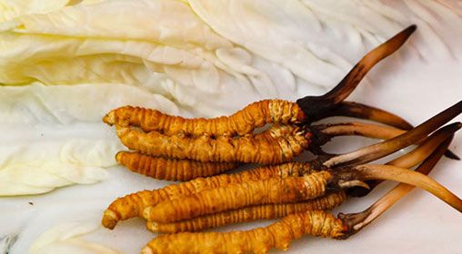 那曲雪域<a href=http://m.dxpav.com/xinxian/ target=_blank class=infotextkey>新<a href=http://m.dxpav.com/xinxian/ target=_blank class=infotextkey>鮮冬蟲夏草</a></a>