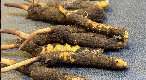 新鮮冬蟲夏草壞了：原因、識別與應(yīng)對策略