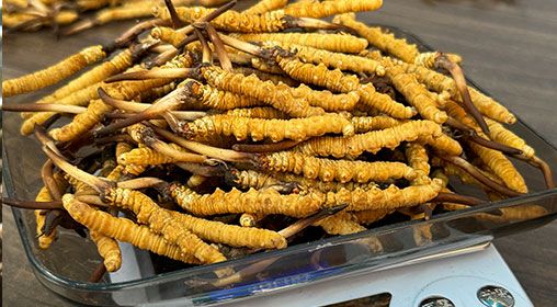 <a href=http://m.dxpav.com/s/brxcc target=_blank class=infotextkey>比如縣冬蟲夏草</a>新鮮度