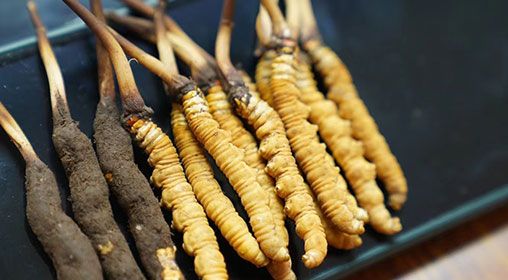 魚翅與<a href=http://m.dxpav.com/xinxian/ target=_blank class=infotextkey>新<a href=http://m.dxpav.com/xinxian/ target=_blank class=infotextkey>鮮冬蟲夏草</a></a>