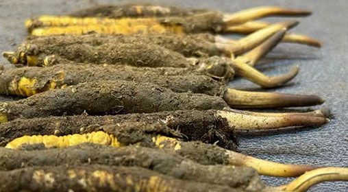 那曲<a href=http://m.dxpav.com/xinxian/ target=_blank class=infotextkey>新<a href=http://m.dxpav.com/xinxian/ target=_blank class=infotextkey>鮮冬蟲夏草</a></a>采摘