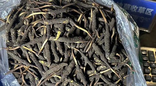 <a href=http://m.dxpav.com/xinxian/ target=_blank class=infotextkey>新<a href=http://m.dxpav.com/xinxian/ target=_blank class=infotextkey>鮮冬蟲夏草</a></a>出售