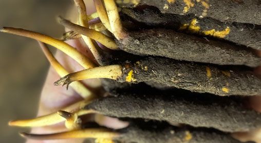 <a href=http://m.dxpav.com/xinxian/ target=_blank class=infotextkey>新<a href=http://m.dxpav.com/xinxian/ target=_blank class=infotextkey>鮮冬蟲夏草</a></a>晾曬