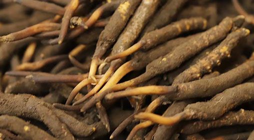 <a href=http://m.dxpav.com/xinxian/ target=_blank class=infotextkey>新<a href=http://m.dxpav.com/xinxian/ target=_blank class=infotextkey>鮮冬蟲(chóng)夏草</a></a>品質(zhì)