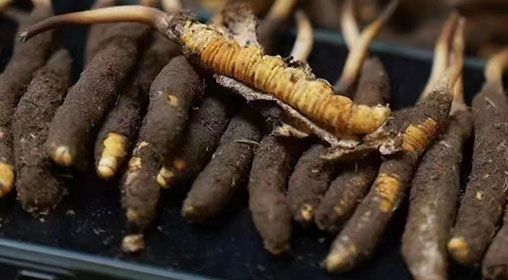 <a href=http://m.dxpav.com/xinxian/ target=_blank class=infotextkey>新<a href=http://m.dxpav.com/xinxian/ target=_blank class=infotextkey>鮮冬蟲夏草</a></a>發(fā)貨