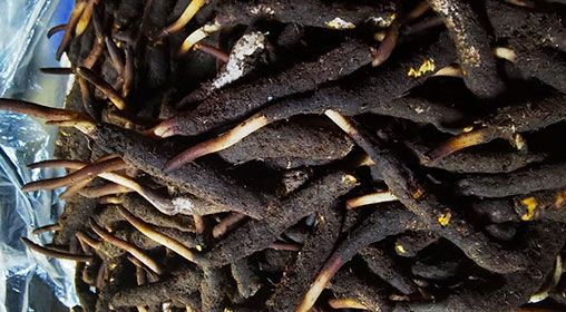 <a href=http://m.dxpav.com/xinxian/ target=_blank class=infotextkey>新<a href=http://m.dxpav.com/xinxian/ target=_blank class=infotextkey>鮮冬蟲夏草</a></a>產(chǎn)地