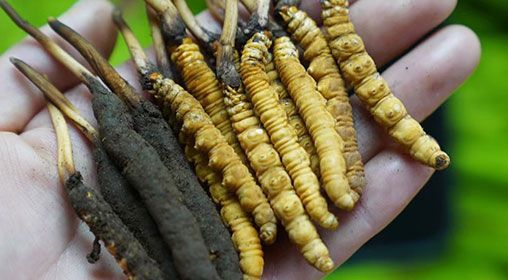 <a href=http://m.dxpav.com/xinxian/ target=_blank class=infotextkey>新<a href=http://m.dxpav.com/xinxian/ target=_blank class=infotextkey>鮮冬蟲夏草</a></a>服用