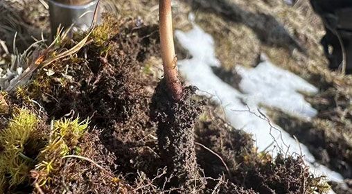 蟲(chóng)草的營(yíng)養(yǎng)價(jià)值：科學(xué)解讀"軟黃金"的神奇功效