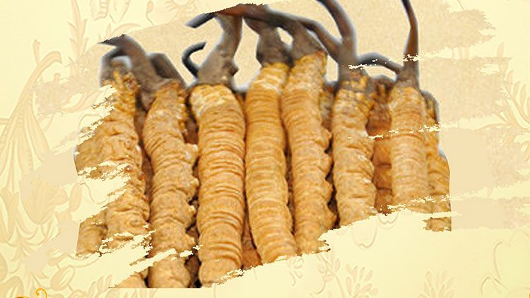 冬蟲(chóng)夏草御寒效果好嗎？科學(xué)解讀其抗寒機(jī)制