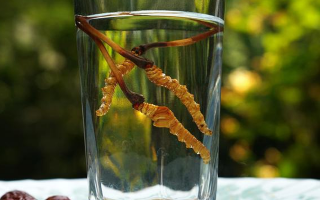 探秘五糧液冬蟲夏草酒價(jià)格：多維視角下的市場(chǎng)剖析