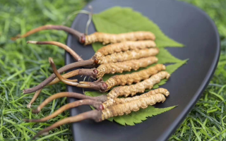 鮮冬蟲(chóng)夏草價(jià)格揭秘：一根究竟值多少錢(qián)？