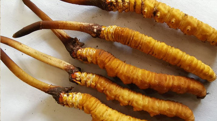 冬蟲(chóng)夏草鮮草保質(zhì)期全解析:科學(xué)儲(chǔ)存鎖住營(yíng)養(yǎng)