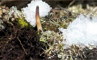 冬蟲(chóng)夏草鮮草保養(yǎng)秘籍：延長(zhǎng)高原饋贈(zèng)的生命力