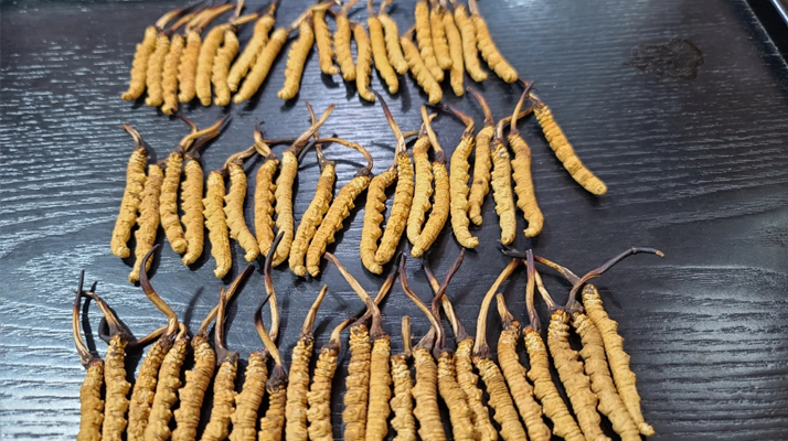 <a href=http://m.dxpav.com/ target=_blank class=infotextkey><a href=http://m.dxpav.com/s/nqcc/ target=_blank class=infotextkey>那曲冬蟲夏草</a></a>:鮮草與干草的多維差異? ? ? ?