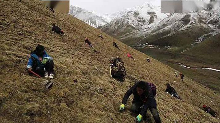 那曲冬蟲(chóng)夏草鮮草季節(jié):自然的饋贈(zèng)