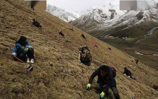 那曲冬蟲(chóng)夏草鮮草季節(jié)：自然的饋贈(zèng)