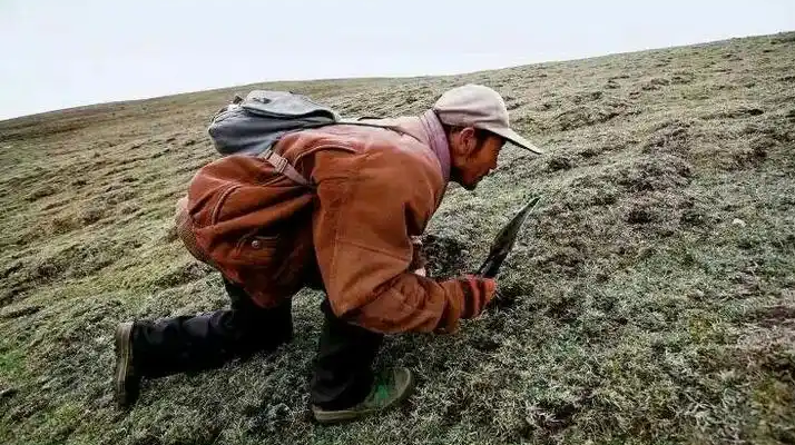 西藏冬蟲夏草最大產(chǎn)地:那曲,自然饋贈的珍寶之地