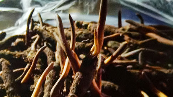 吃鮮的冬蟲夏草會(huì)上火嗎？一文說清