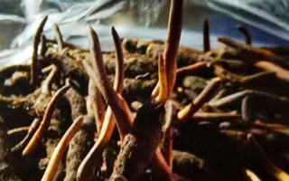 吃鮮的冬蟲夏草會(huì)上火嗎？一文說清