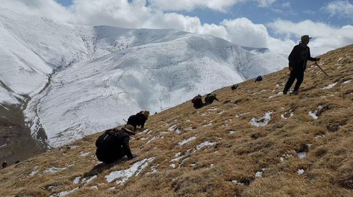 采挖新鮮冬蟲(chóng)夏草合法嗎？