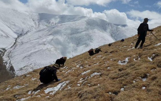 采挖新鮮冬蟲(chóng)夏草合法嗎？