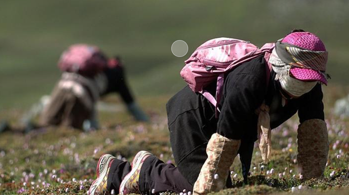 西藏<a href=http://m.dxpav.com/xinxian/ target=_blank class=infotextkey>新<a href=http://m.dxpav.com/xinxian/ target=_blank class=infotextkey>鮮冬蟲(chóng)夏草</a></a>:雪域高原的神奇饋贈(zèng)