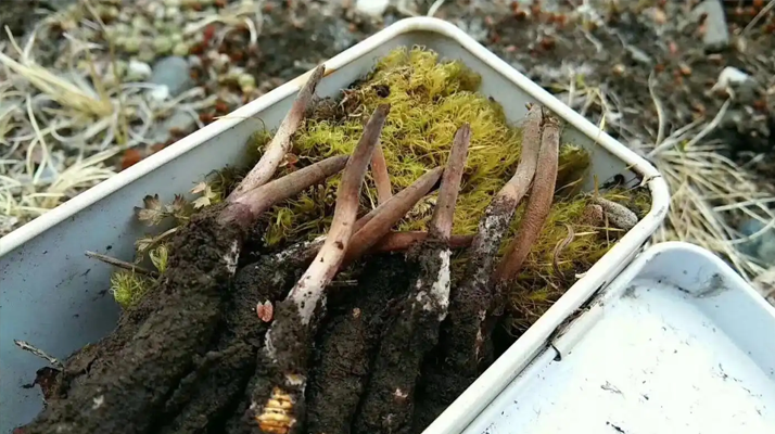 冬蟲夏草鮮草季：邂逅高原至寶，開啟健康滋養(yǎng)新體驗